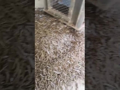 قشر الأرز مطحنة الحبيبات العمودية 5 طن / ساعة آلة الكتلة الحيوية الدائرية مع آلة التعبئة